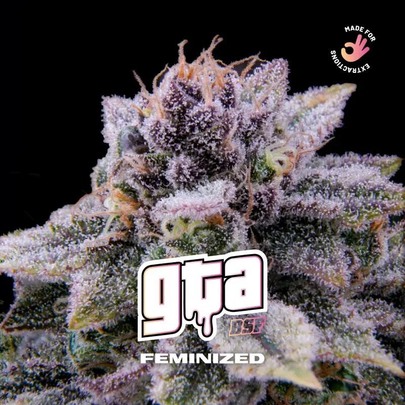 GTA FEM X4-BSF