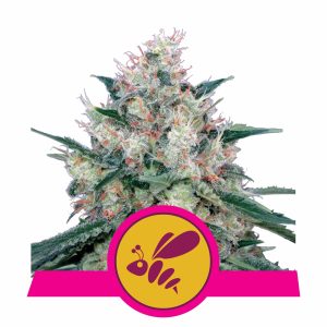 HONEY CREAM FAST FEM X3-ROYAL QUEEN SEEDS