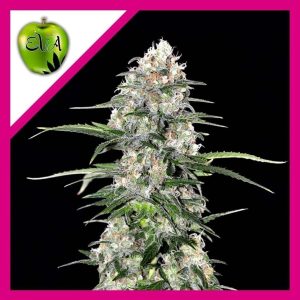 JAMAICAN DREAM FEM X3+1-EVA SEEDS