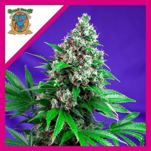 KILLER KUSH F1 FEM X5+2-SWEET SEEDS
