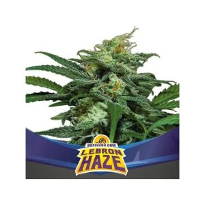 LEBRON HAZE XXL AUTO X2-BSF