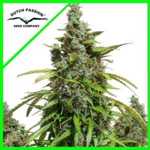 MAZAR AUTO X3-DUTCH PASSION