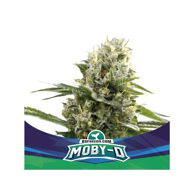 MOBY-D XXL AUTO X12-BSF