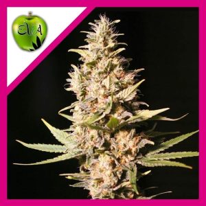 MISSING IN BARCELONA FEM X3+1-EVA SEEDS