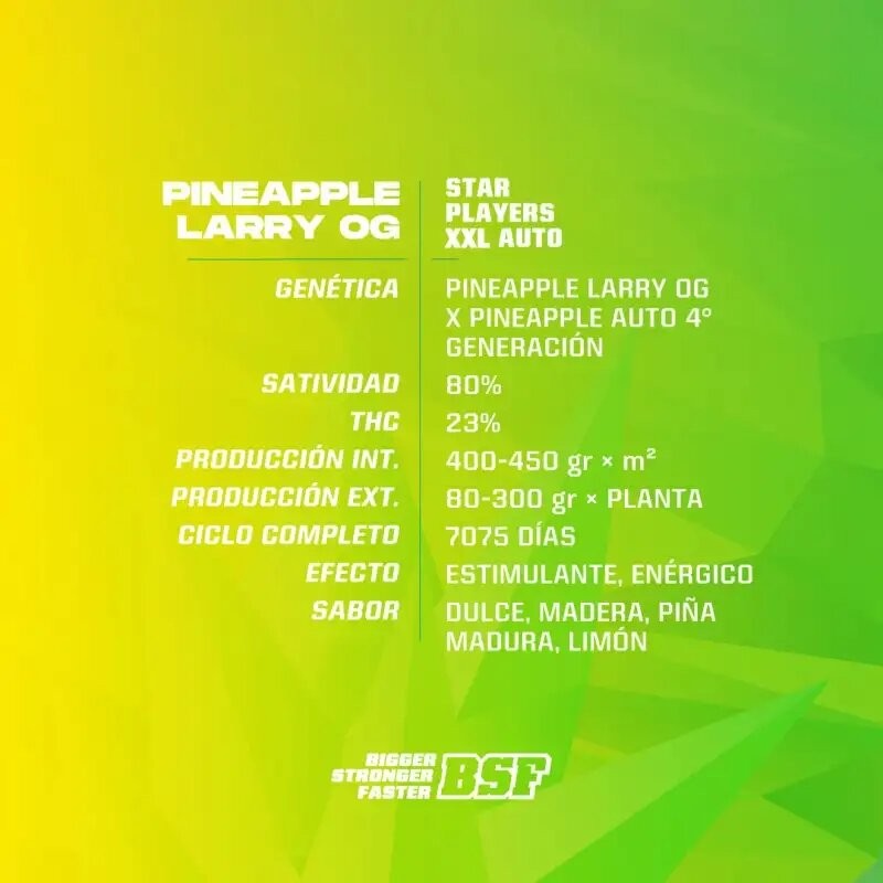 PINEAPPLE LARRY OG XXL AUTO X2-BSF - Imagen 2