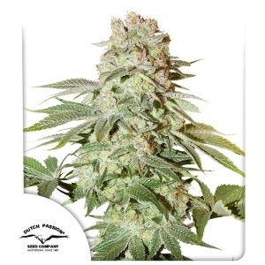 POWER PLANT AUTO X3 DUTCH PASSION