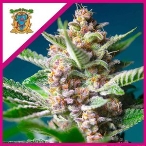 PURPLE PUNCH OG FEM X3+1-SWEET SEEDS