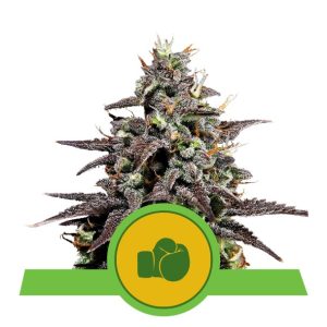 PURPLE PUNCH USA PREMIUM AUTO X3-ROYAL QUEEN SEEDS
