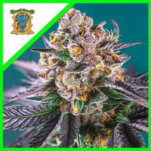 RED GORILLA GIRL XL AUTO X3+1-SWEET SEEDS