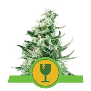 ROYAL CRITICAL AUTO X3-ROYAL QUEEN SEEDS