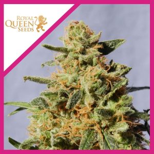 ROYAL DOMINA FEM X3-ROYAL QUEEN SEEDS