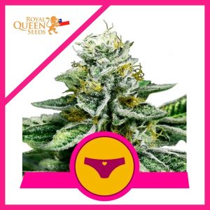 SHERBET QUEEN FEM X3-ROYAL QUEEN SEEDS