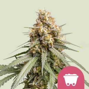 SHINING SILVER HAZE FEM X10-ROYAL QUEEN