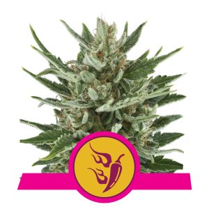 SPEEDY CHILE FAST FEM X3-ROYAL QUEEN SEEDS