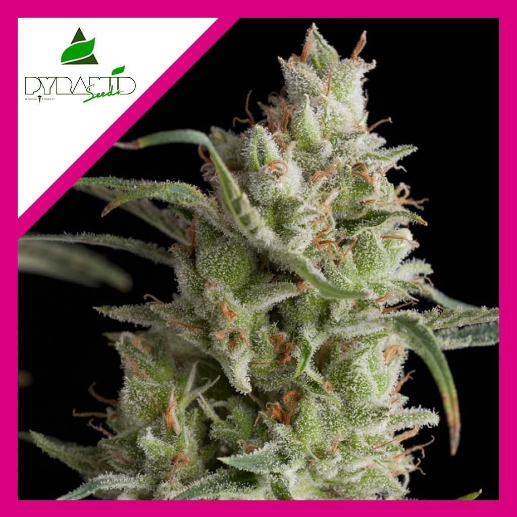 SUPER OG KUSH FEM X3+1-PYRAMID SEEDS