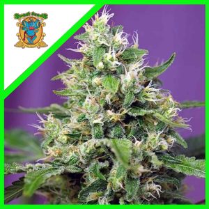 SWEET AMNESIA HAZE XL AUTO X3+1-SWEET SEEDS