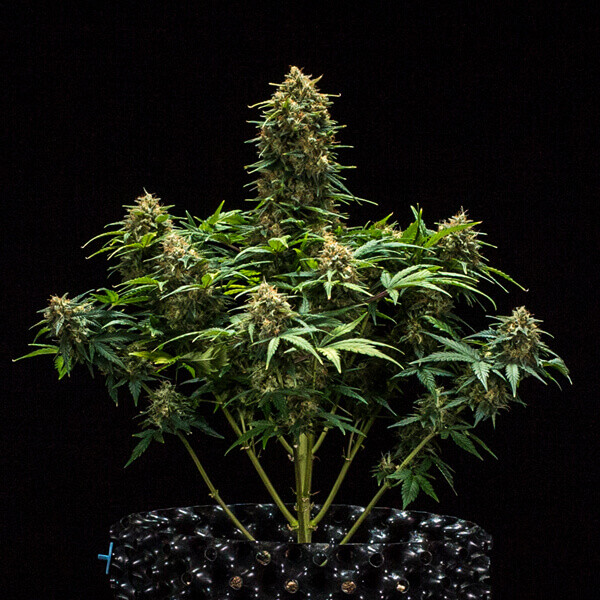 SWEET SKUNK AUTO X3-ROYAL QUEEN SEEDS - Imagen 2