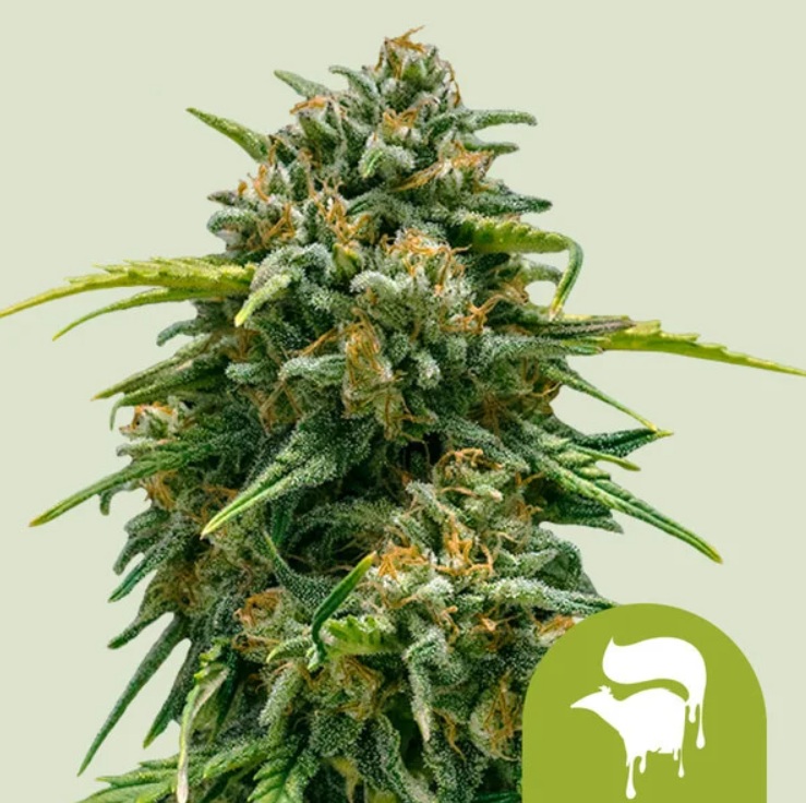 SWEET SKUNK AUTO X3-ROYAL QUEEN SEEDS - Imagen 3