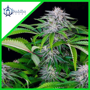 TANGIE AUTO X3+1-BUDDHA SEEDS