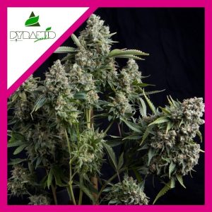 TUTANKHAMON FEM X1-PYRAMID SEEDS