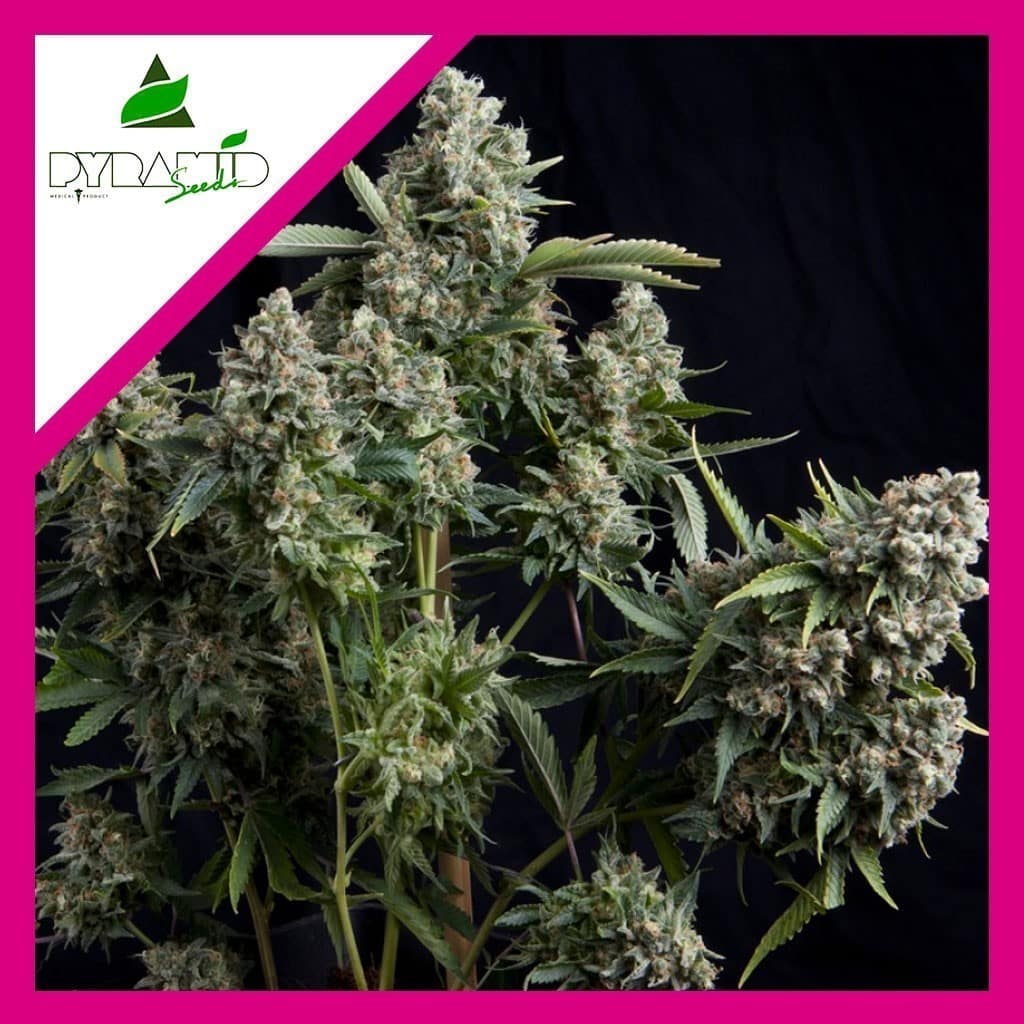 TUTANKHAMON FEM X1-PYRAMID SEEDS