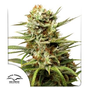 WHITE WIDOW AUTO X3+1-DUTCH PASSION