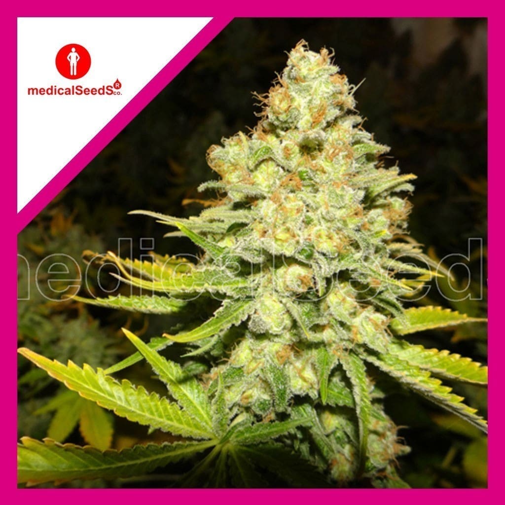 WHITE WIDOW FEM X3-MEDICAL SEEDS
