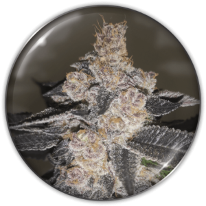 GELATO 242 FEM X3+2-MEDICAL SEEDS