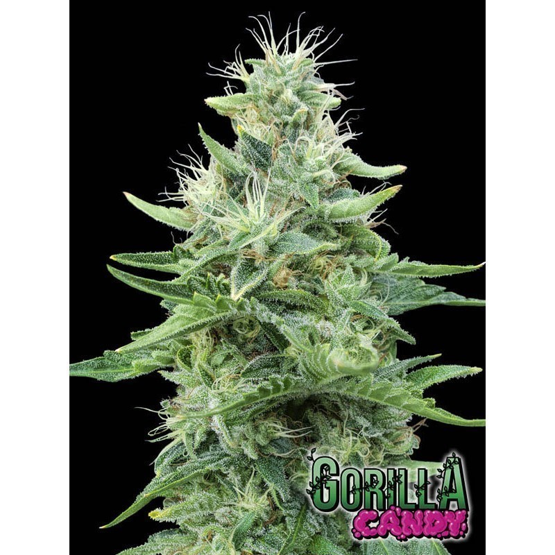 GORILLA CANDY FEM X3+1-EVA SEEDS