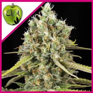 LEMON KING FEM X3+1-EVA SEEDS