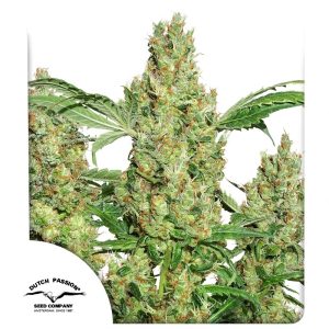 POWER PLANT FEM X3 - DUTCH PASSION