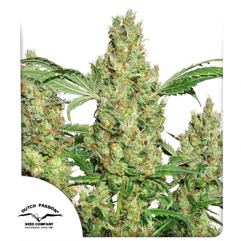 POWER PLANT FEM X3 - DUTCH PASSION