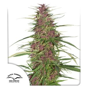 PURPLE #1 - DUTCH PASSION