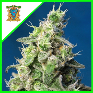SWEET CHEESE XL AUTO X3+1-SWEET SEEDS