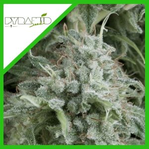 ANUBIS AUTO X3+1-PYRAMID SEEDS