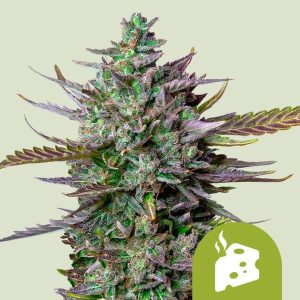 BLUE CHEESE AUTO X10--ROYAL QUEEN SEEDS