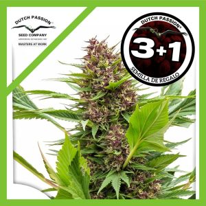 FRISIAN DUCK FEM X3+1-DUTCH PASSION