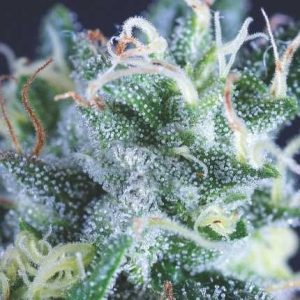 GELATO AUTO X3+1 - PYRAMID SEEDS