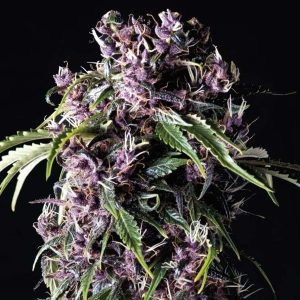 PURPLE FEM X3+1-PYRAMID SEEDS