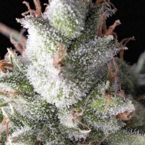 RAMSES AUTO X3+1-PYRAMID SEEDS