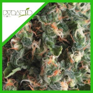 SUPER OG KUSH AUTO X3+1-PYRAMID SEEDS