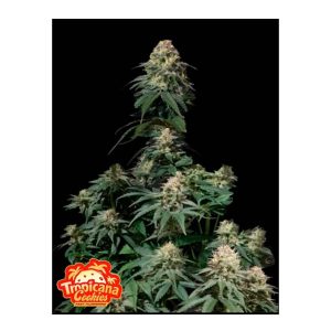 TROPICANA COOKIES FAST FLOWERING FEM 3+2-FAST BUDS
