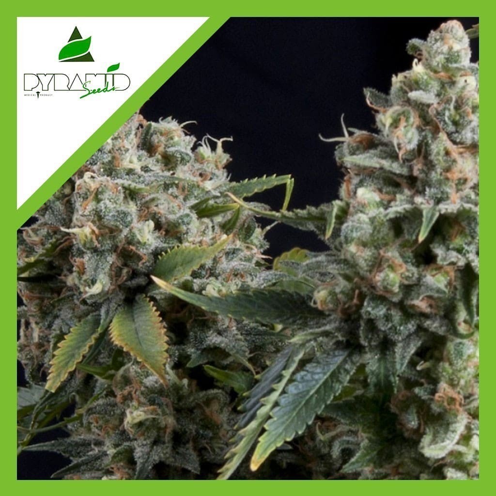 TUTANKHAMON AUTO X3+1-PYRAMID SEEDS